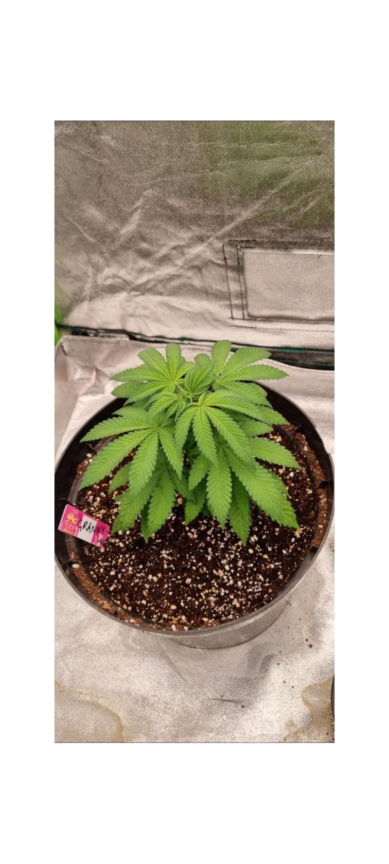 Granny's Home, Фасовка: 1, изображение 2